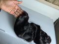 Uncustomised virgin glueless body wave wig